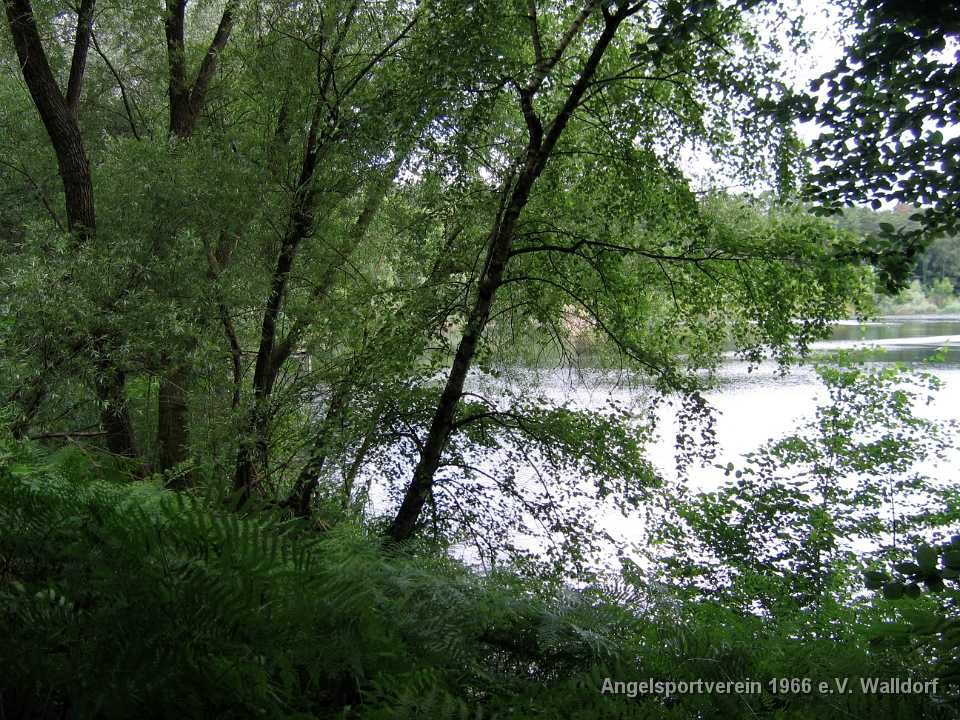 Natur pur am hochholzer Waldsee in Walldorf
